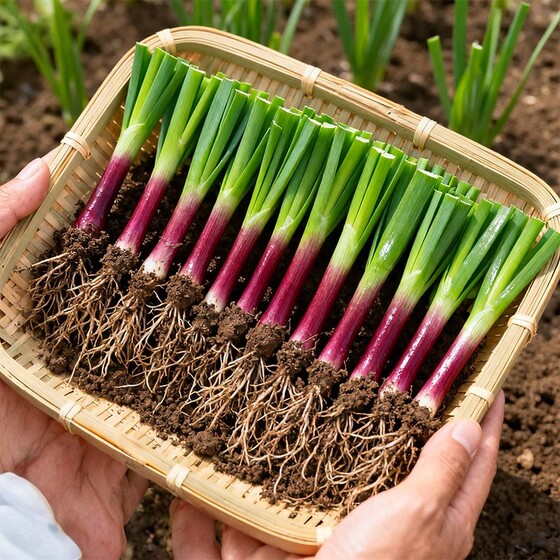 
Chive root seedlings are planted in all seasons with purple roots, courtyard balcony, farmhouse small leaves, fresh thin-leaf chives, root vegetables, chives