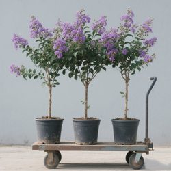 Crape myrtle saplings courtyard planting red rocket crape myrtle saplings project greening landscaping flowers cold-resistant four-season plants
