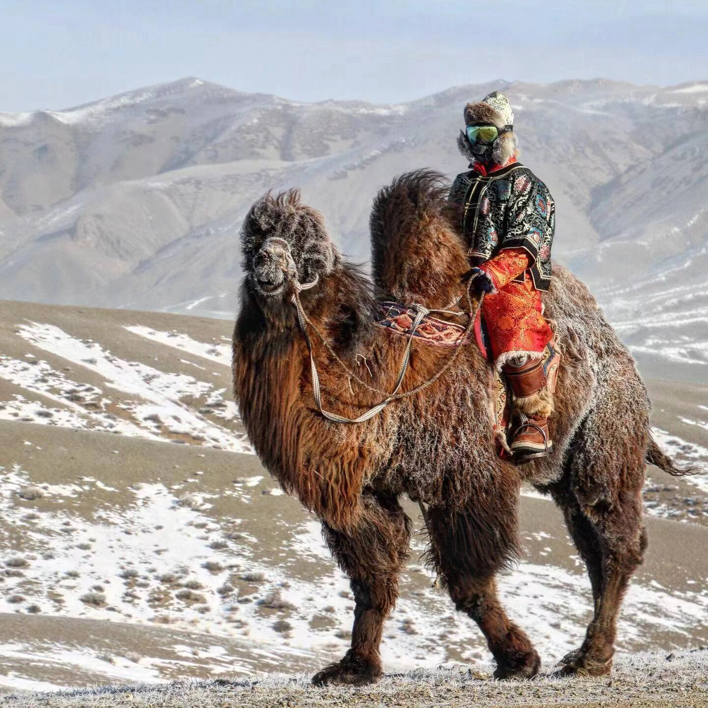 草原坝上 承德往返2-6人团 乌兰布统+木兰围场+塞罕坝冬季2日游