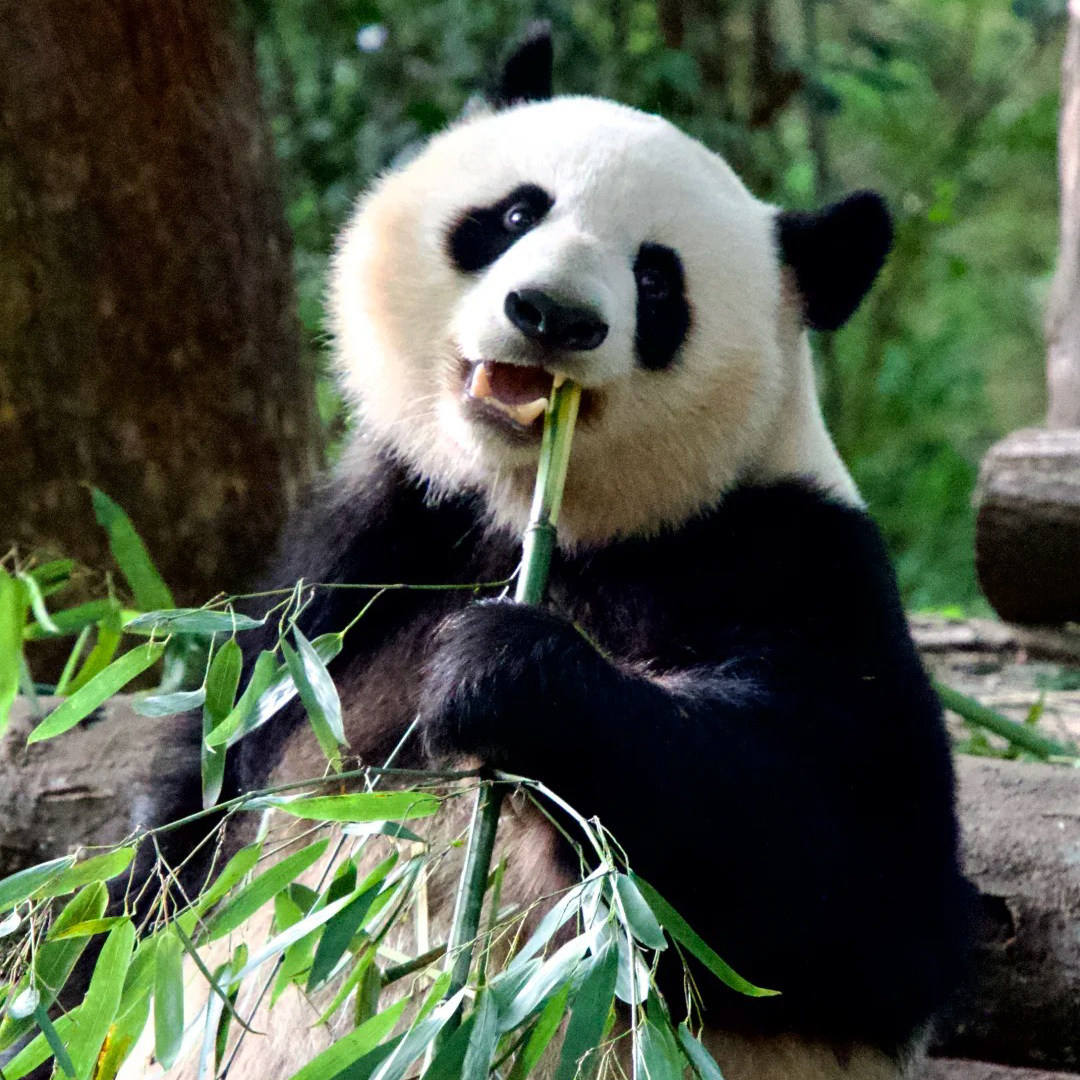成都二日游私家团 都江堰青城山三星堆熊猫基地2天1晚两日独立团