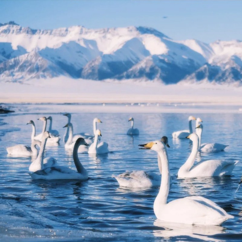 6人纯玩小团 含机票新疆旅游那拉提赛里木湖库尔德宁8天7晚跟团游