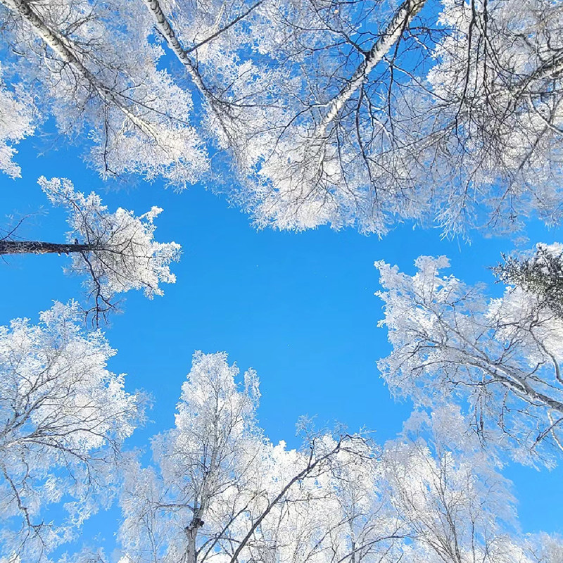 6人纯玩小团 含机票新疆旅游喀纳斯禾木旅拍赛里木湖8天7晚跟团游