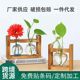 
Creative wooden frame hydroponic glass flower m bottle green dill water plant flower device office home gardening desktop display