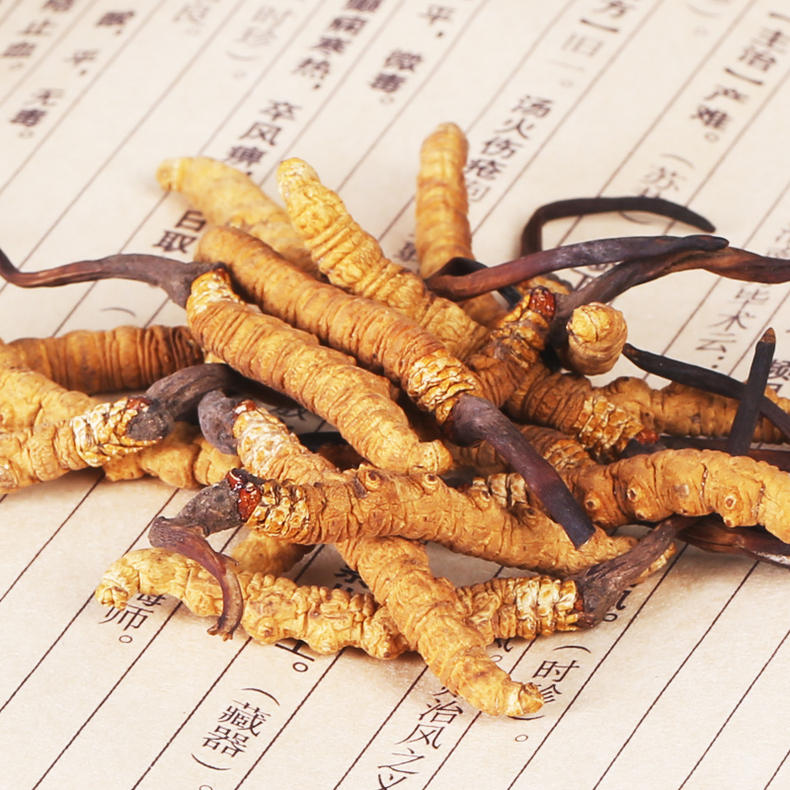 常吃冬虫夏草提升精力抗疲劳,越来越健康(图2) 常吃冬虫夏草提升精力抗疲劳,越来越健康(图2)