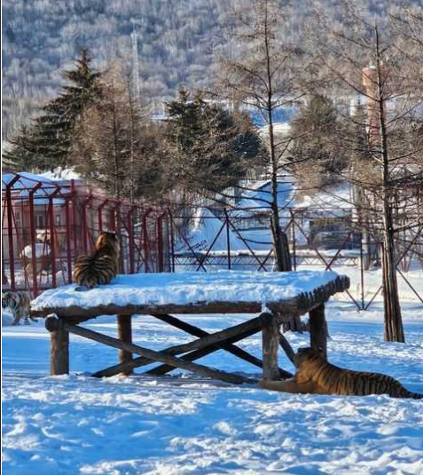 牡丹江2天随玩+镜泊湖+东北虎林园+品牌连锁酒店