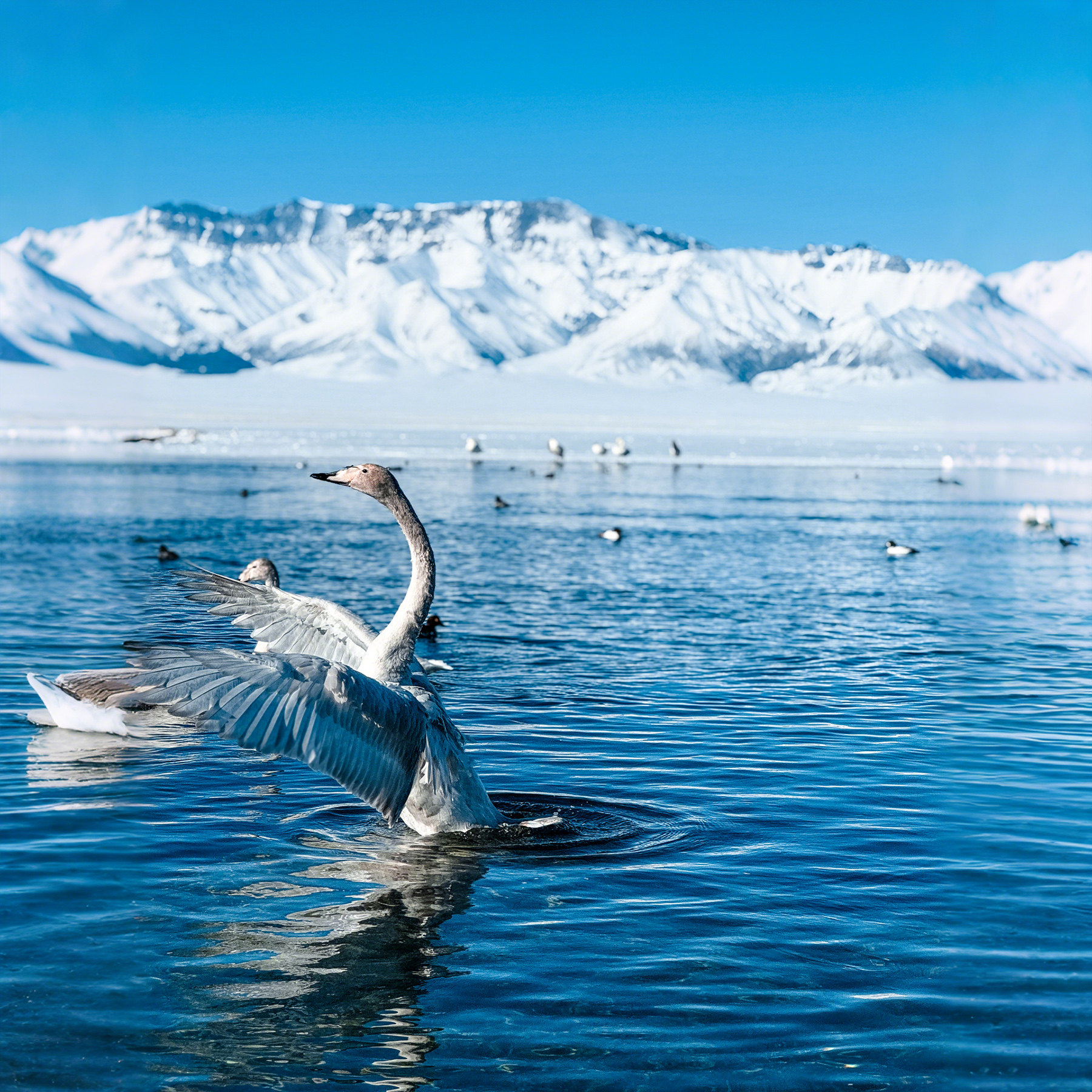 【2-6人纯玩 住进景区】新疆北疆旅游阿勒泰喀纳斯赛里木湖9日游
