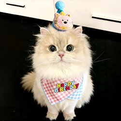 [Super Ceremonial] Cat Birthday Decoration Pet Birthday Hat Dog and Cat First Birthday Celebration Outfit