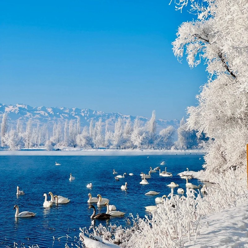 6人纯玩小团 含机票新疆旅游赛里木湖那拉提伊犁北疆8天7晚跟团游