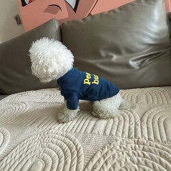 Pet Dog Clothes, Pet Apparel, Spring, Autumn, and Winter Classic T-Shirts, Short-Sleeved, Direct from the Source Factory