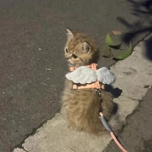 Cat traction rope to go out for a cat walking dog, walking dog wings, wings, anti -free can adjust the chest and back pet supplies
