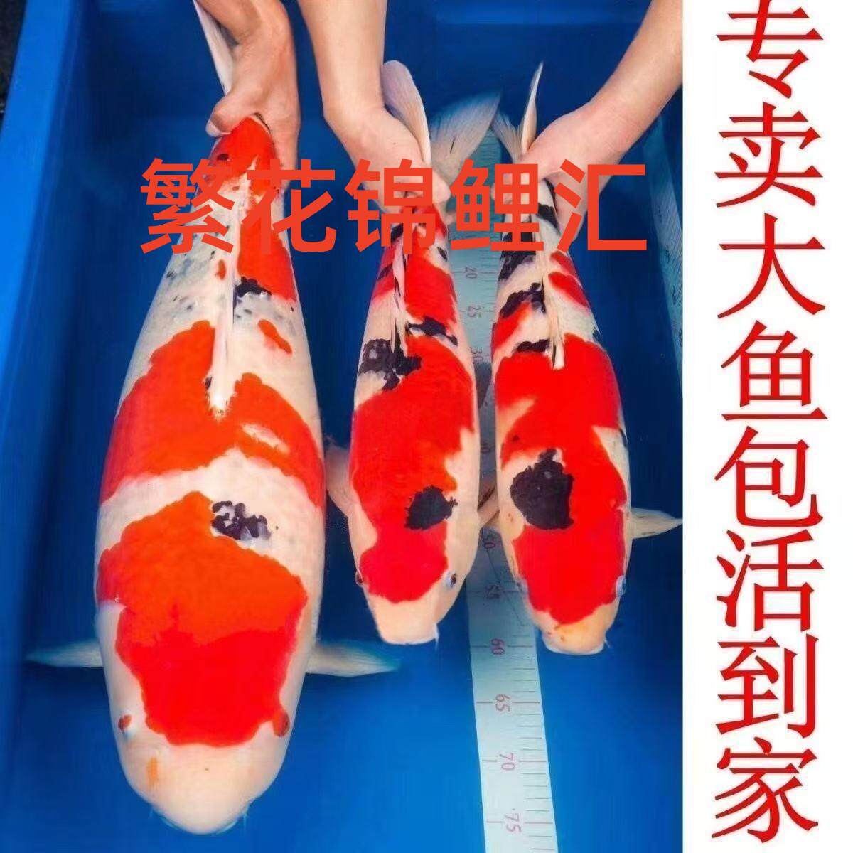 锦鲤入池，波光生辉-淘宝逛一逛