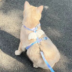 Cat traction rope Out of dedicated adjustable chest and back cat rope cute wings small dog pet dog supplies
