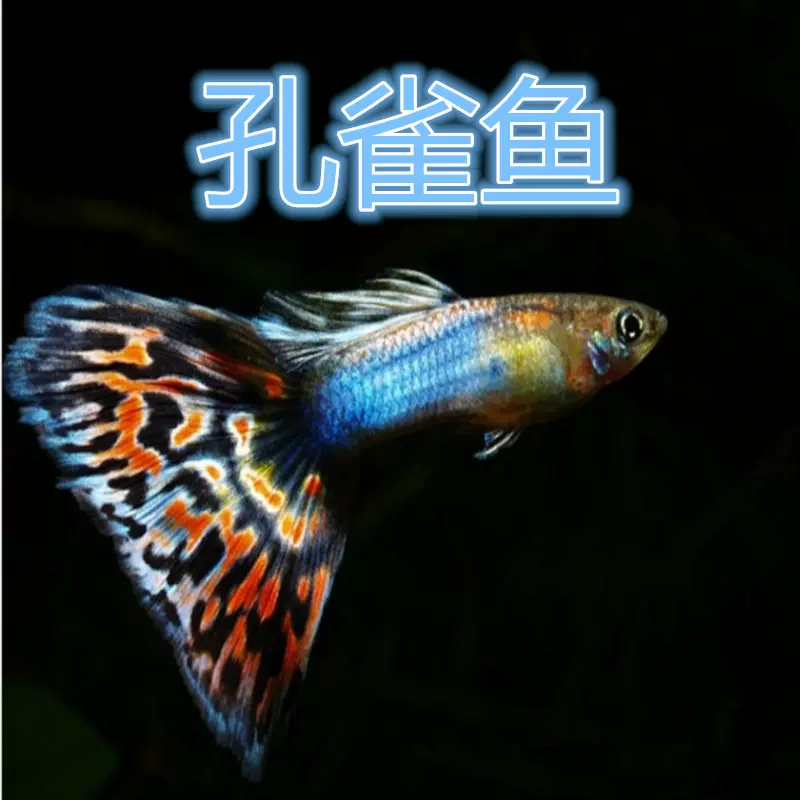 孔雀魚活體熱帶小型觀賞魚練手魚斑馬魚淡水魚苗精品雜裙孔雀