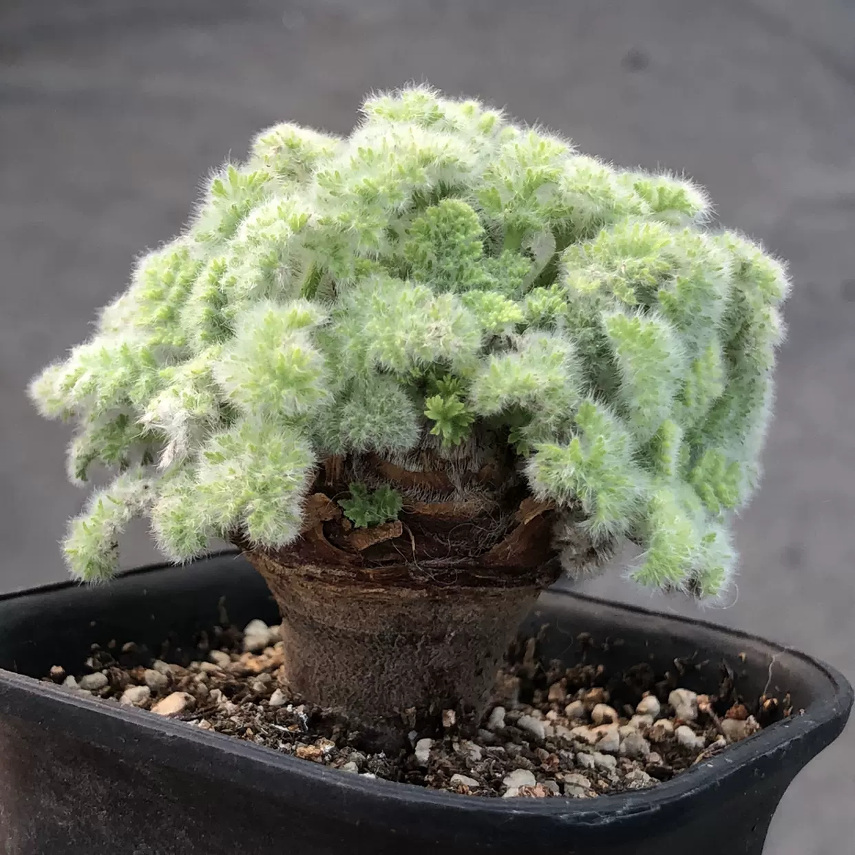 羽叶洋葵杨葵潮流块根羽毛般的叶子可爱块根多肉植物 一物一拍