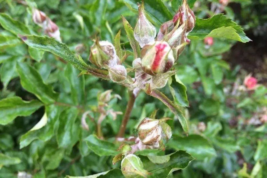 如果是养在阳台上的盆栽月季,那就更需要定期杀菌,定期检查是否有虫害