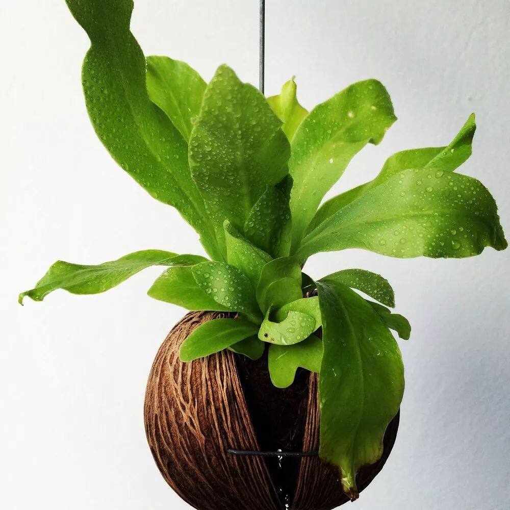 在遮阴处好生长的鸟巢蕨,能养成吊盆植物 - 美优享 - 美丽优品分享好