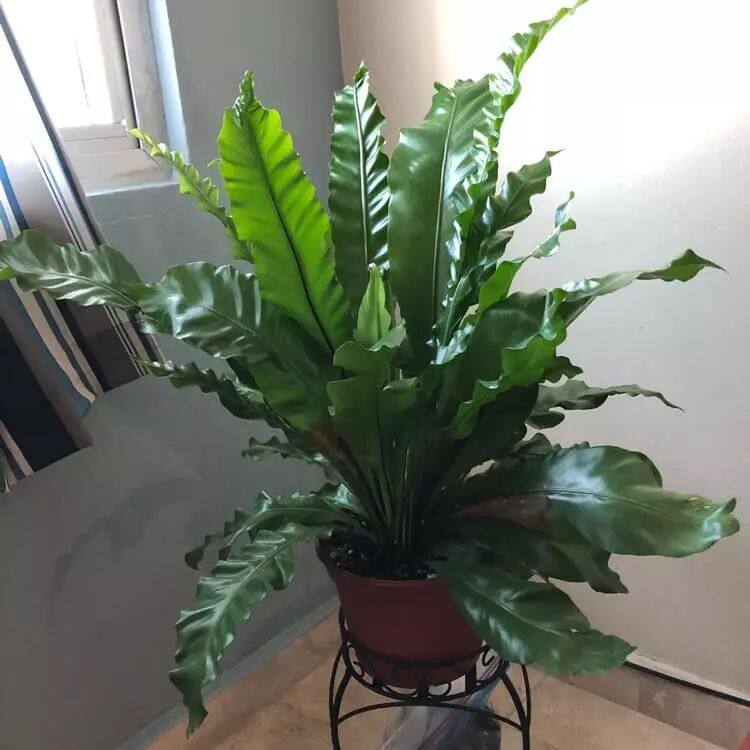 在遮阴处好生长的鸟巢蕨,能养成吊盆植物 - 美优享 - 美丽优品分享好