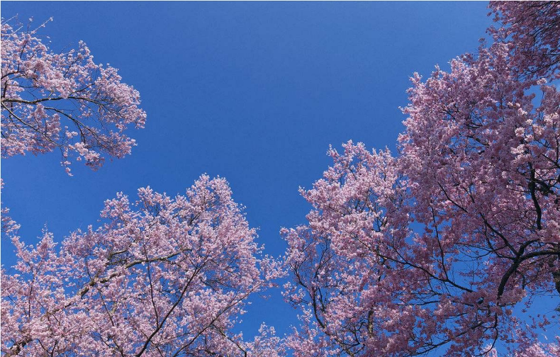 美到犯规的樱花系零食，一口春天的味道(图1)