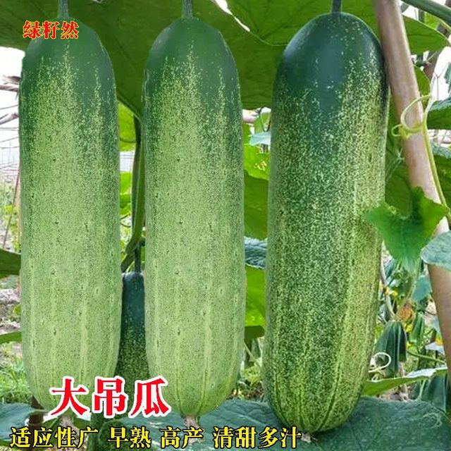 Huaqing big hanging melon seeds spring and summer big cucumber heat ...