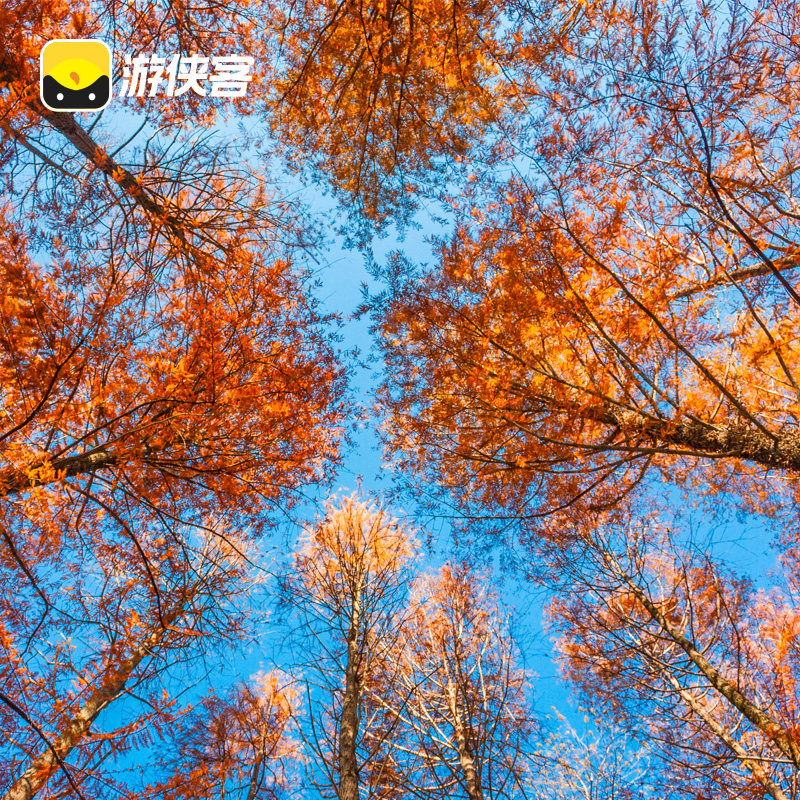 游侠客余姚四明湖燕窝古道一日跟团游新手入门徒步红杉林上海往返