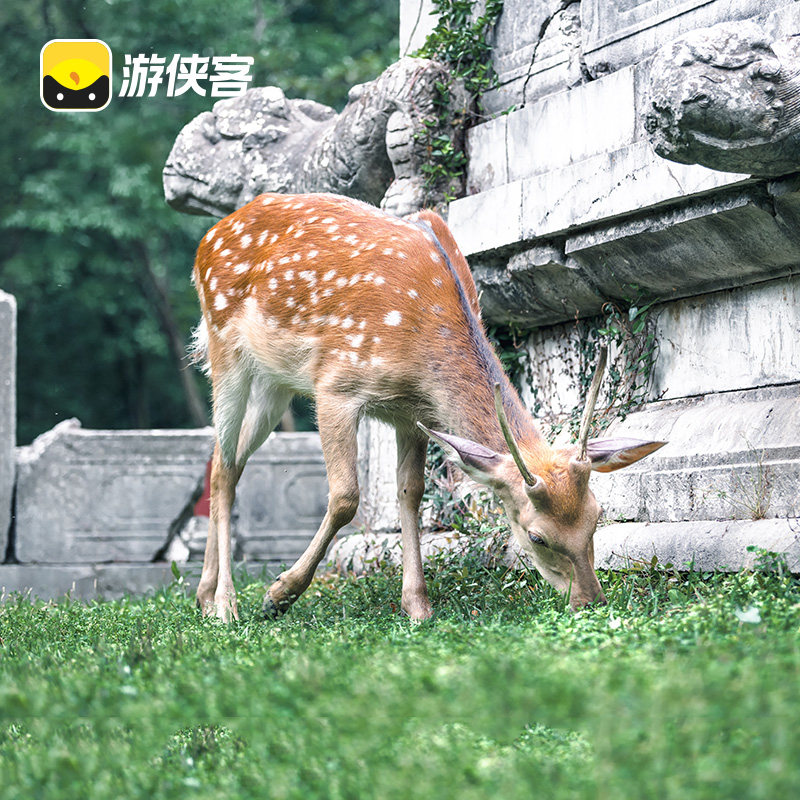 游侠客南京明孝陵2H专业讲解 走神道石象路 寻紫霞湖鹿苑2-10人团