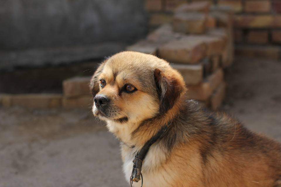 中华田园犬和宠物狗在主人吃饭时的区别!