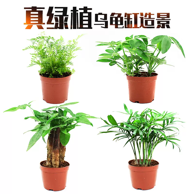 乌龟缸真绿植活体龟缸装饰套餐植物发财树袖珍椰子淡水