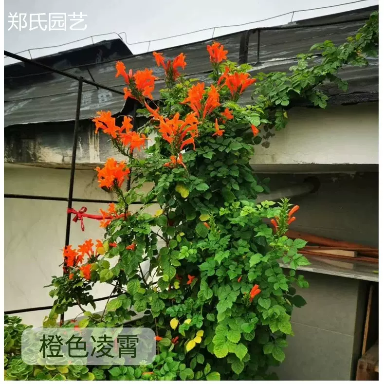 橙红色凌霄花苗树形凌霄花苗四季开花常绿室外盆栽植物易