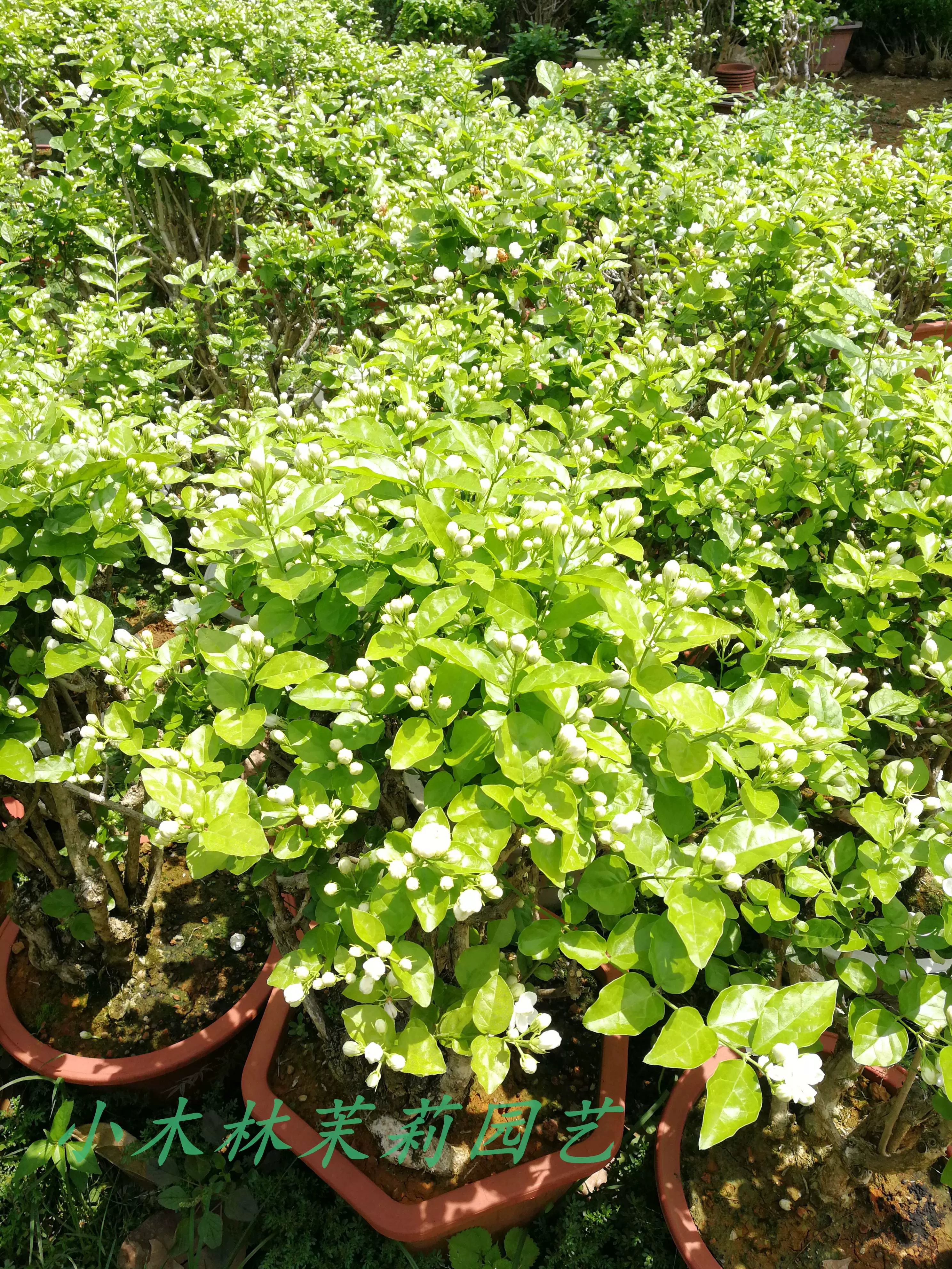 重瓣茉莉花盆栽茉莉花老桩茉莉花苗茉莉盆景阳台室内花卉花香植物