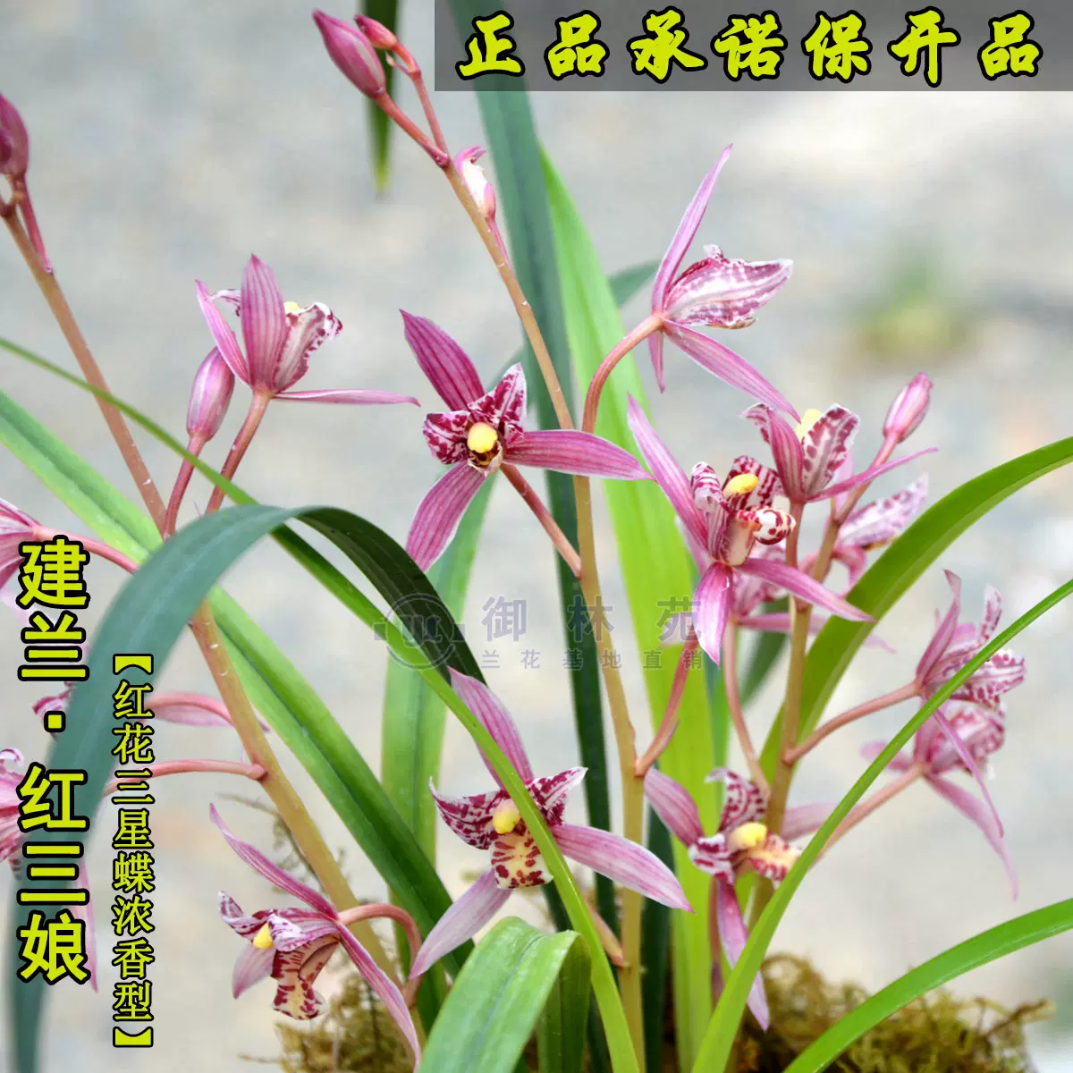 蘭花紅三娘紅貓蕊蝶紅花碟瓣名貴高檔紅三娘