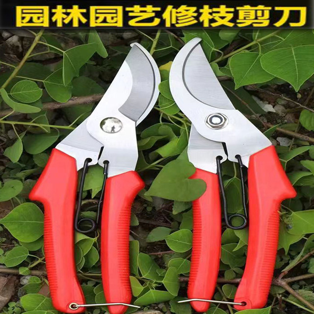 Branches pruning flower cut flower art clipping pruning flower branch shears branch branches fruit tree scissors garden cut garden cut