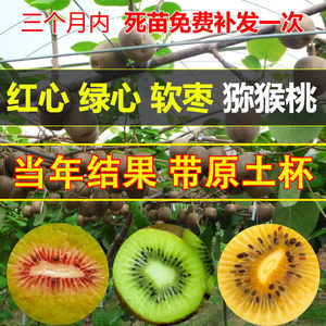 
Grafted kiwi fruit seedlings Xu Xiang red heart red flesh kiwi fruit seedlings north and south courtyard planting fruit seedlings fruit trees