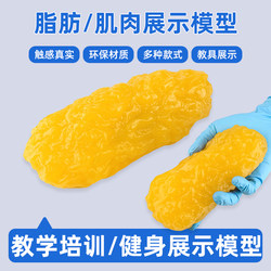 Fat Model Simulation, Fat Model Muscle Anatomy Display, Silicone Model Muscle Anatomy Display Model