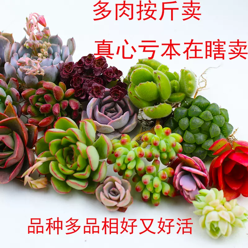 多肉植物论斤卖老桩多头生石花按室内盆栽颗清仓 多肉植物论斤卖老桩多头生石花按室内盆栽颗清仓