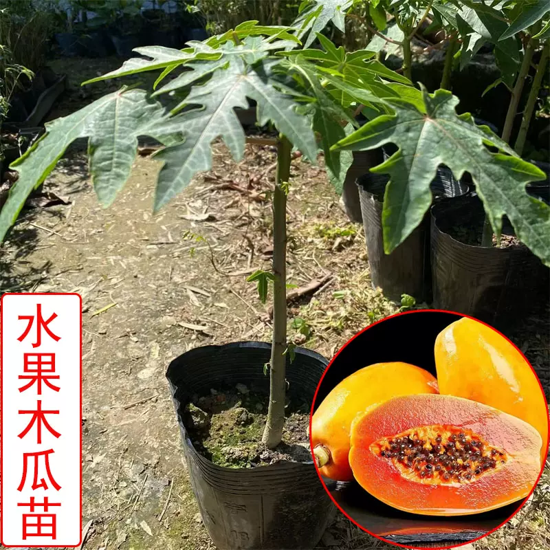 木瓜樹果苗水果木瓜苗矮化紅心香甜四季南盆栽陽臺當年結果-Taobao