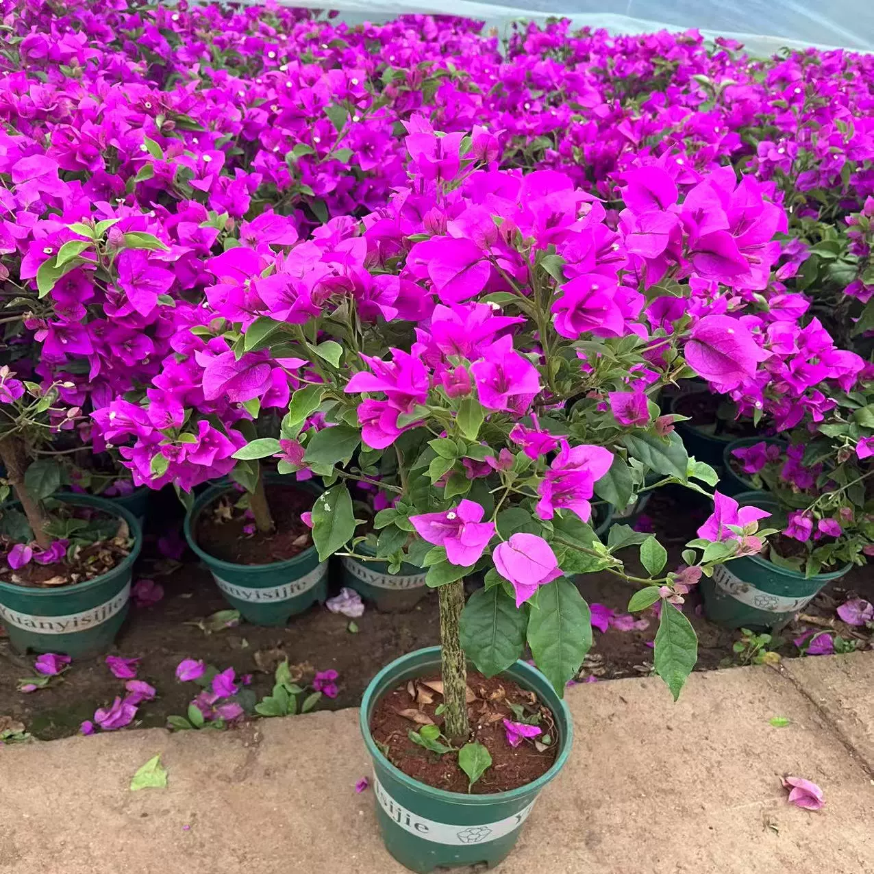 紅花三角梅盆栽四季綠櫻雲南紫重瓣大花帶土老樁花卉爬藤庭院植物