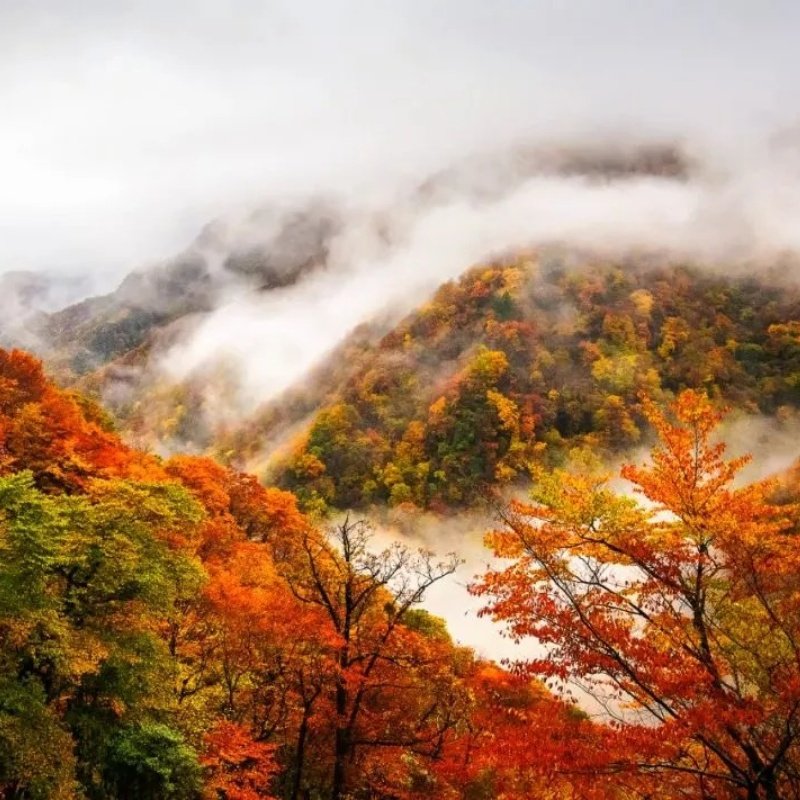 湖北神农架旅游5天4晚 两坝一峡神农架国际滑雪/中和滑雪 8人团