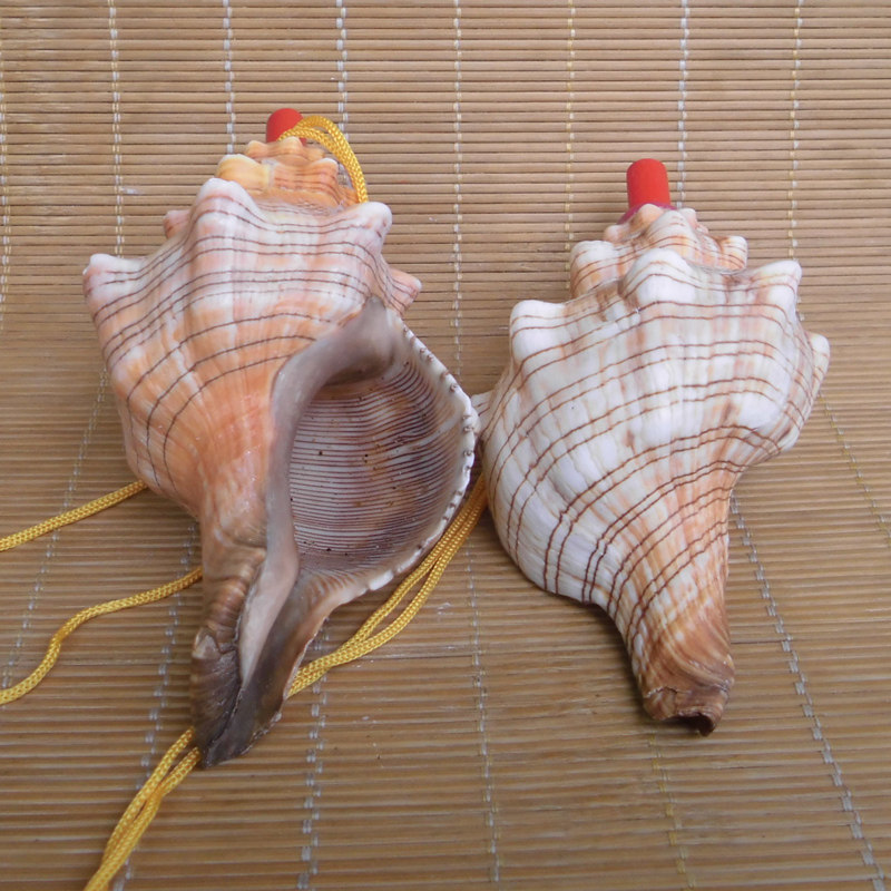 大型巻き貝 - 自然の螺旋状の貝殻、子供と家の装飾に