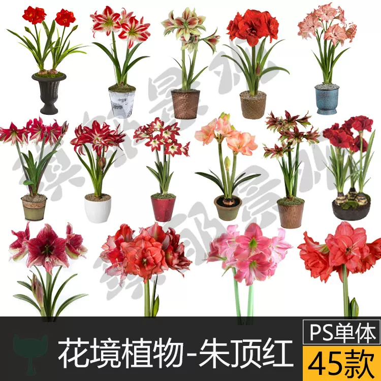 Psd透明球根花境植物盆栽朱顶红重单瓣花朵枝条纯色花色粉 Psd透明球根花境植物盆栽朱顶红重单瓣花朵枝条纯色花色粉