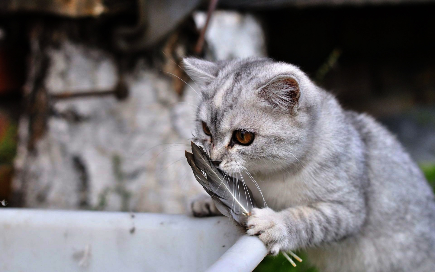 返祖现象？猫咪返祖会有这些表现哦4