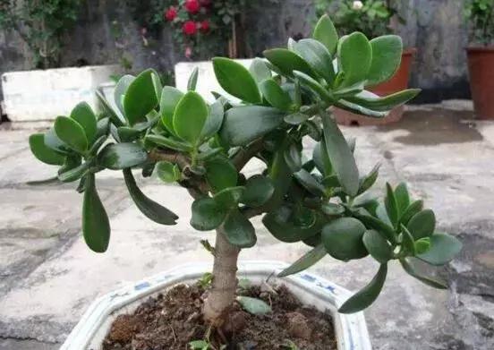 燕子掌和玉树太像了,老是分不清?