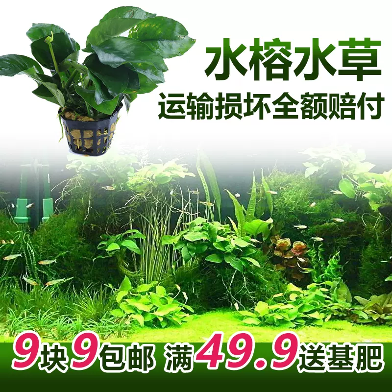 前后景水榕活体真水草鱼缸懒人造景装饰阴性植物迷你