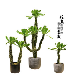 Artificial Ginkgo Tree Fake Plant Brazilian Dragon Bone Tropical Desert Green Plant Office Model Room Table Decoration