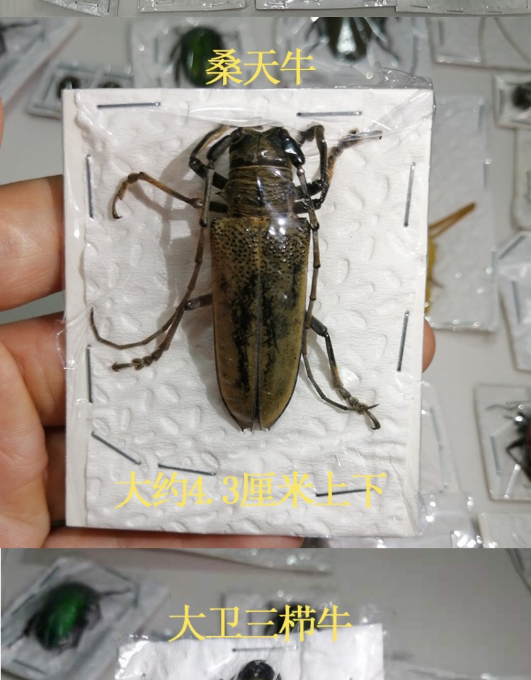 昆虫標本コレクション - 金色のカブトムシ、サソリなど