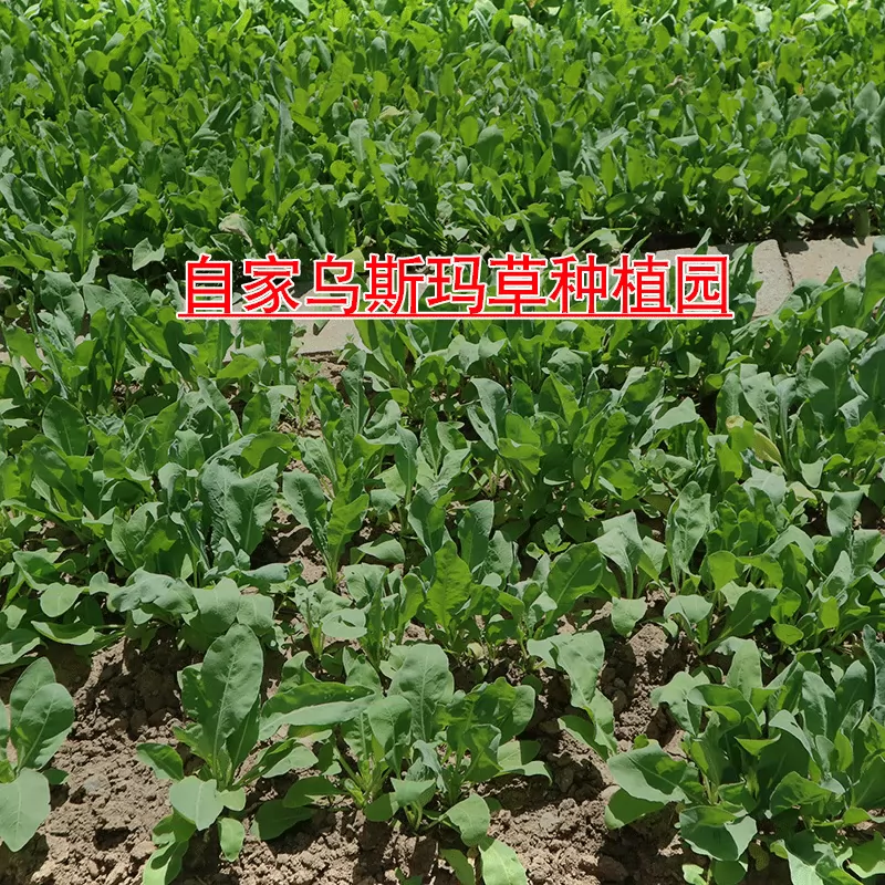 新疆乌斯曼草棒眉毛头发棒乌斯玛草纯手工制作新疆姑娘从小就用哦