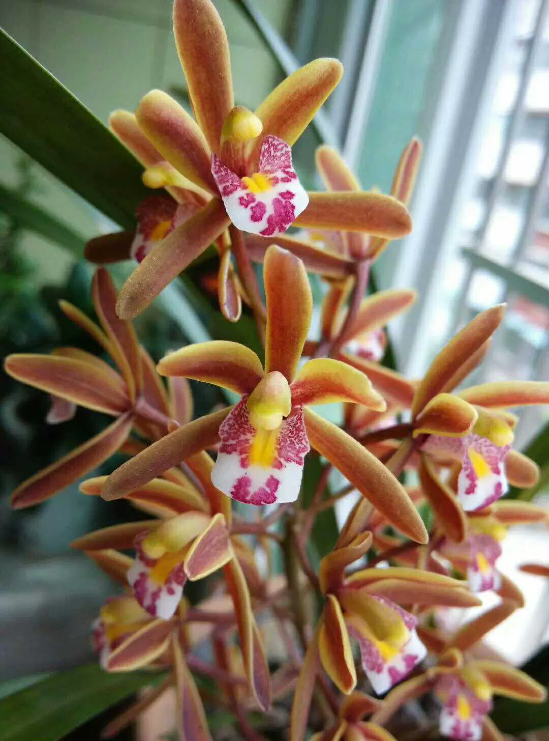 蜜蜂兰兰花原生种花期10 4月开花期长开花时可以招揽