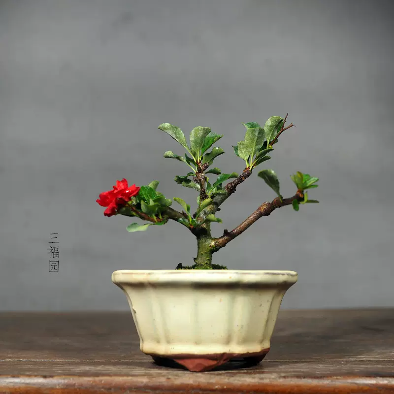 日本八重咲长寿梅一代深红老桩微型盆景盆栽品种-Taobao