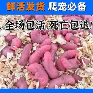 
Pack live sterile white suckling mice, reptiles, pet snakes, cats and turtles, feed open feed red skin, jump and press into fresh suckling mice