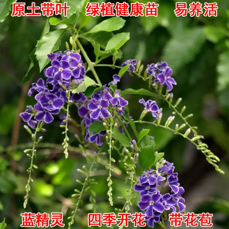 蕾丝金露花巧克力花苗甘露花多年生植物室内外盆栽四季开花卉