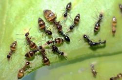 Rothney Oblique Ants Plagiolepis Rothneyi Pet Ants Live